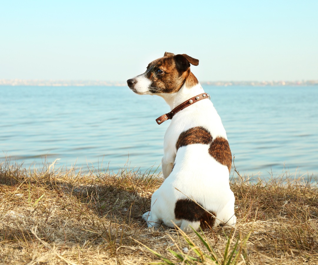 Vet Near Me Richmond, VA Farmer's Veterinary Hospital