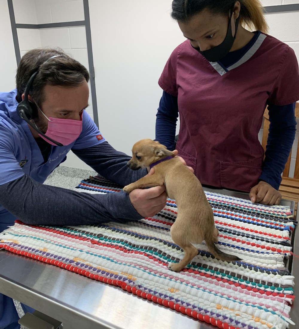 A veterinarian holding dog