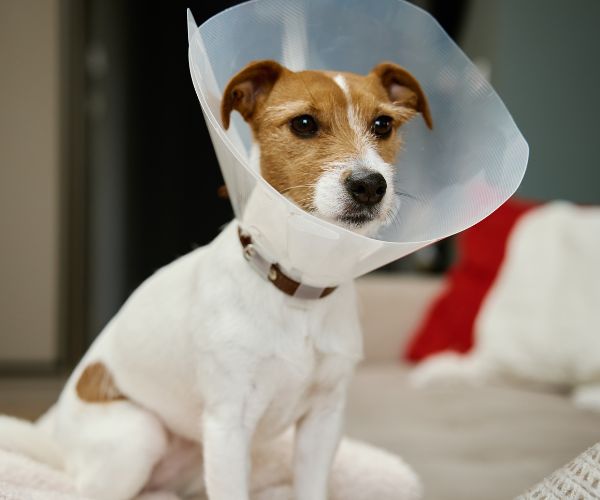 Dog wearing cone after surgery