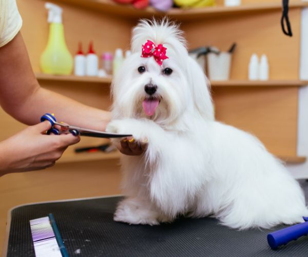 Maltese dog getting groomed
