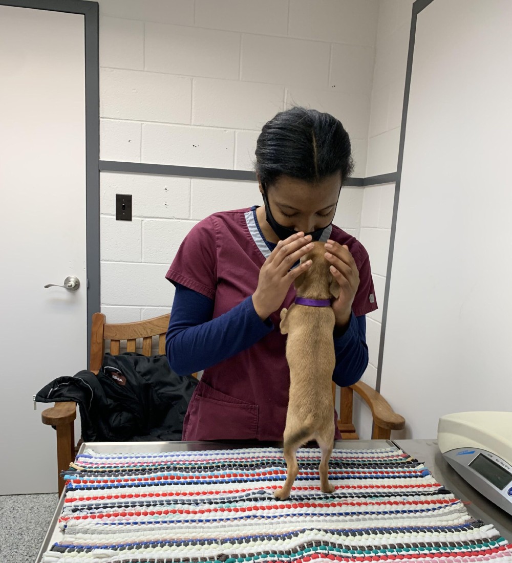 Veterinarian holding a dog